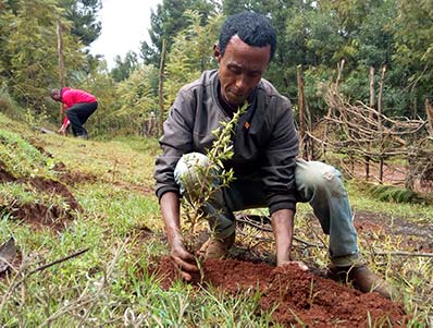 Man pflanzt bei Green Legacy Aktion in Äthiopien einen Baum