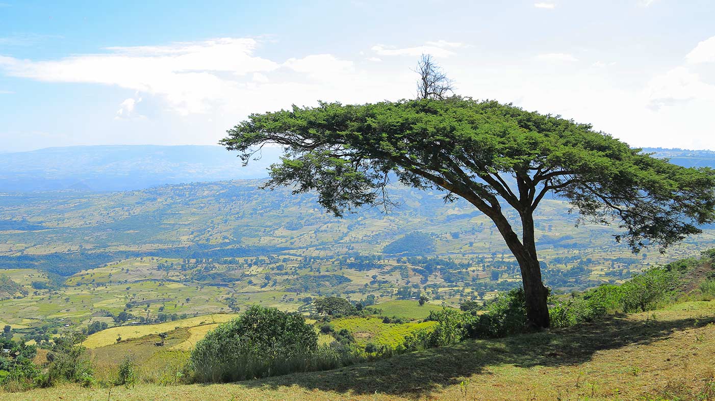 Baum in Äthiopischer Hochebene