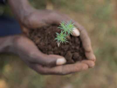 two hands holding a tree seedling with soil