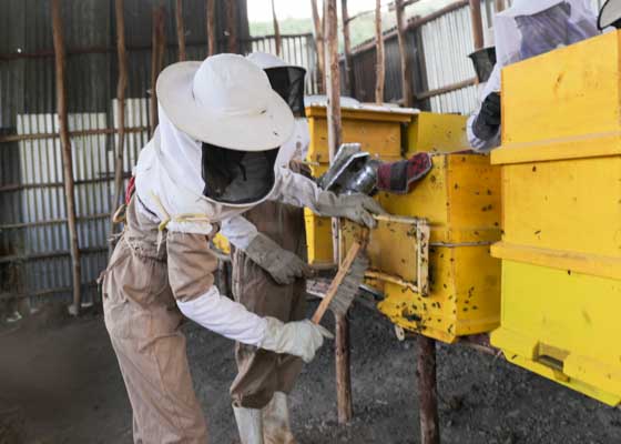 a beekeeper is tending to his bees in a modern beehive