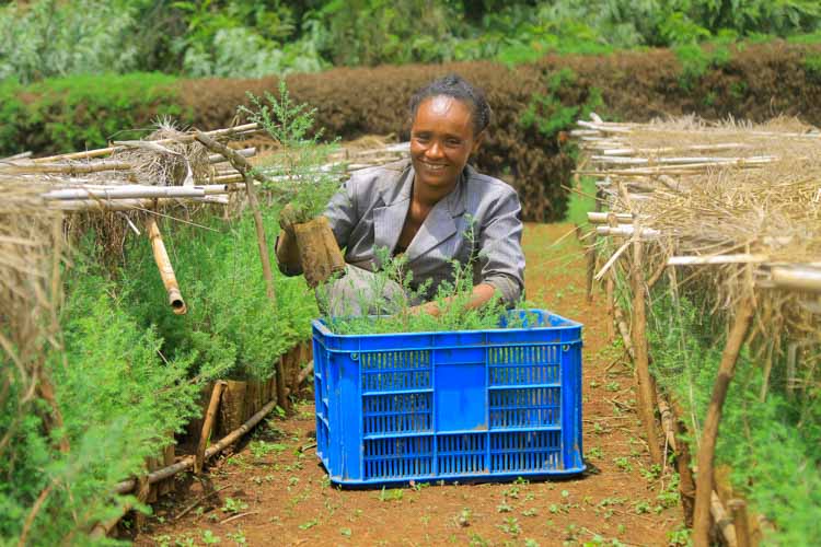 Frau in Baumschule in Äthiopien mit Setzlingen in einer Kiste