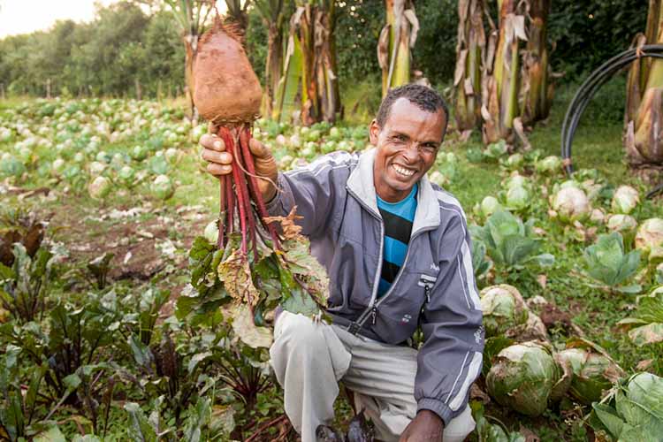 Mann in Äthiopien kniet auf seinem Feld mit Gemüse in der Hand